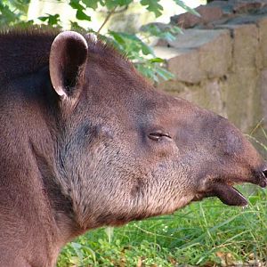 Zoo Wrocław 21.08.2011