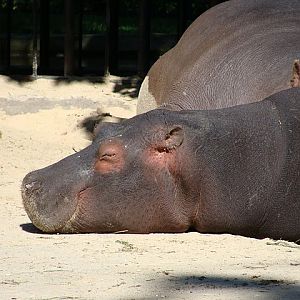 Zoo Wrocław 21.08.2011
