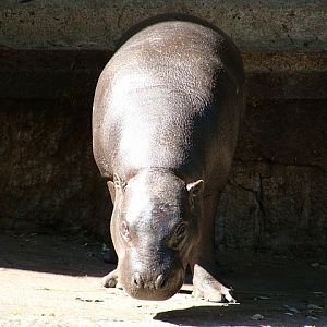 Zoo Wrocław 21.08.2011