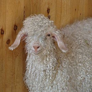 Zoo Wrocław 21.08.2011