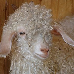 Zoo Wrocław 21.08.2011