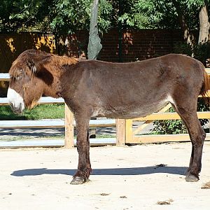 Zoo Wrocław 21.08.2011