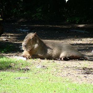 Zoo Wrocław 21.08.2011