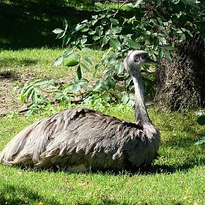 Zoo Wrocław 21.08.2011