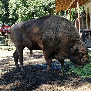 Zoo Wrocław 21.08.2011