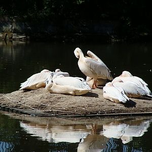 Zoo Wrocław 21.08.2011