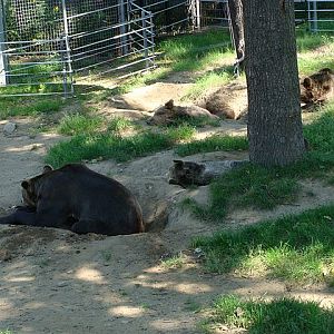 Zoo Wrocław 21.08.2011
