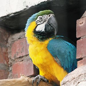 Parrot-fest 6th September 2010