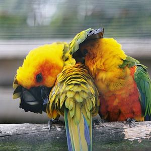 Parrot-fest 6th September 2010