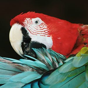 Parrot-fest 6th September 2010