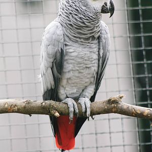 Parrot-fest 6th September 2010