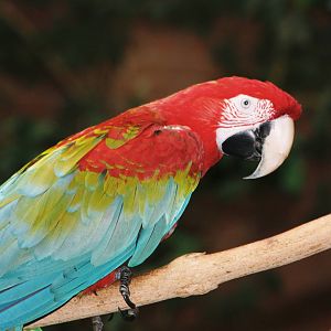 Parrot-fest 6th September 2010