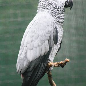 Parrot-fest 6th September 2010