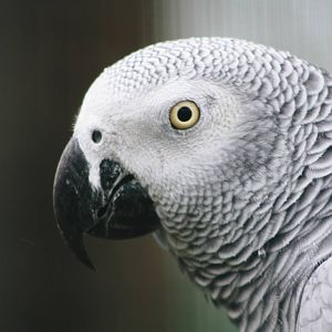 Parrot-fest 6th September 2010