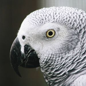 Parrot-fest 6th September 2010