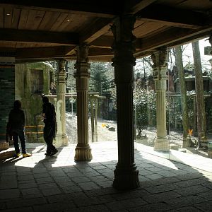 amur tiger (amersfoortzoo)