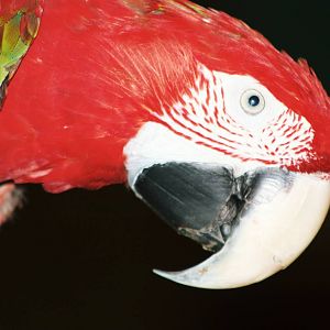 Parrot-fest 6th September 2010