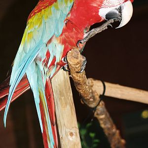 Parrot-fest 6th September 2010