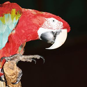 Parrot-fest 6th September 2010