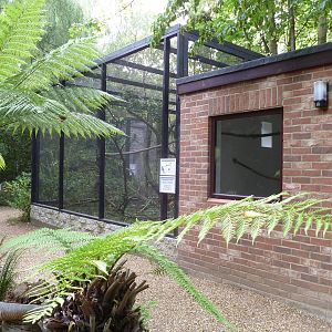 toco tucan and lady ross turacos exhibit