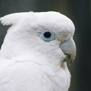 Parrot-fest 6th September 2010