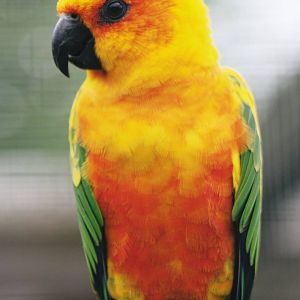 Parrot-fest 6th September 2010