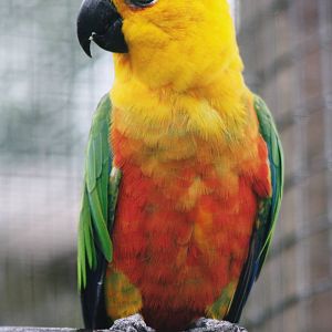 Parrot-fest 6th September 2010