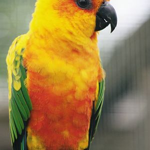 Parrot-fest 6th September 2010