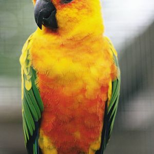 Parrot-fest 6th September 2010