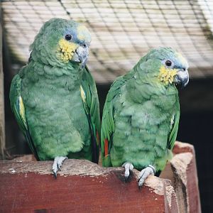 Parrot-fest 6th September 2010