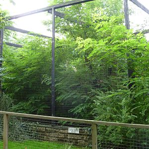 Clouded Leopard exhibit