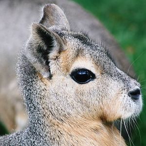 This is a Patagonian Cavy!!!!