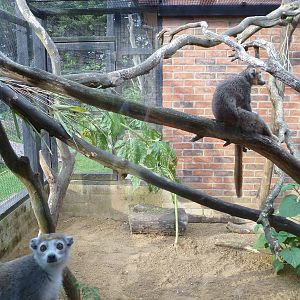 crownd lemurs exhibit