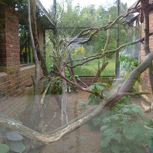 crowned lemurs exhibit 2