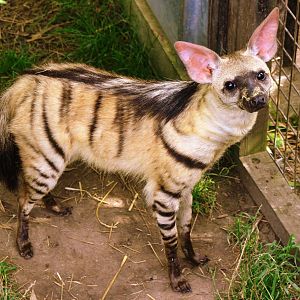 Aardwolf; RSCC Sandwich; 20th August 2011