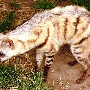 Aardwolf; RSCC Sandwich; 20th August 2011