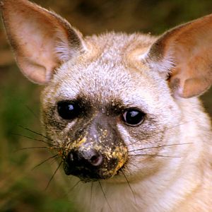 Aardwolf; RSCC Sandwich; 20th August 2011