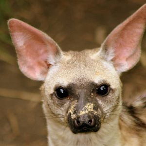 Aardwolf; RSCC Sandwich; 20th August 2011