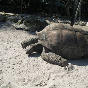 Aldabra Tortoise