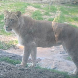 African Lioness