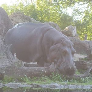 Hippopotamus Grazing