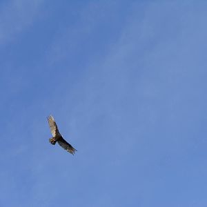 Turkey Vulture in Flight, New Haven, CT