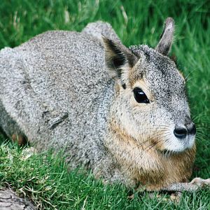 Another photo of a Patagonian Cavy