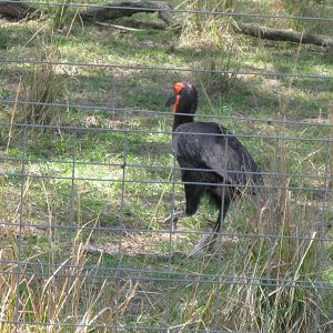 Southern Ground Hornbill