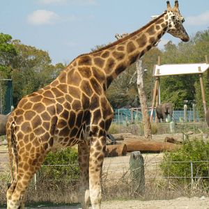 Giraffe and Elephants