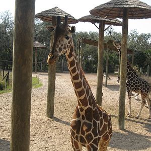 Giraffe Exhibit