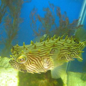 Burrfish