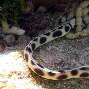 Spotted Snake Eel