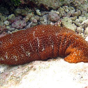 Sea Cucumber