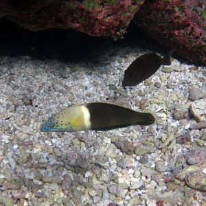 Clown Coris (initial phase)